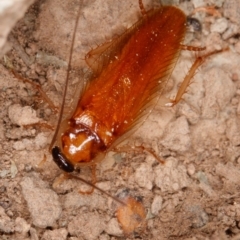 Escala sp. (genus) at Gungahlin, ACT - 25 Feb 2017