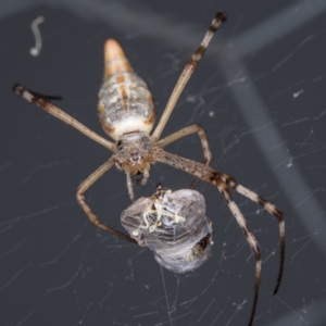 Argiope protensa at Gungahlin, ACT - 25 Feb 2017