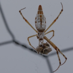 Argiope protensa at Gungahlin, ACT - 25 Feb 2017