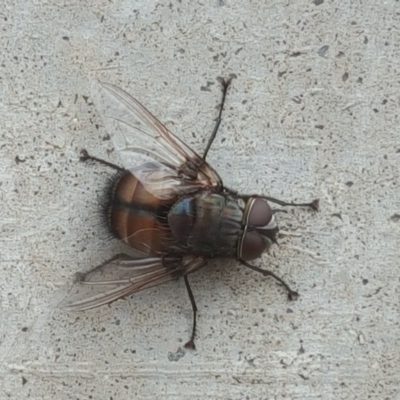 Rutilia (Donovanius) sp. (genus & subgenus) (A Bristle Fly) at Farrer Ridge - 25 Feb 2017 by Mike