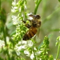 Apis mellifera (European honey bee) at Greenway, ACT - 25 Feb 2017 by SteveC