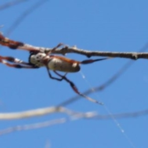 Trichonephila edulis at Greenway, ACT - 22 Feb 2017