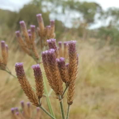 Verbena incompta (Purpletop) at Farrer Ridge - 25 Feb 2017 by Mike