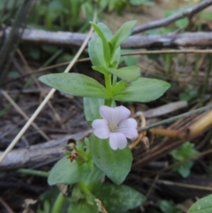 Gratiola peruviana (Australian Brooklime) at Greenway, ACT - 22 Feb 2017 by MichaelBedingfield