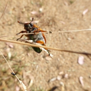 Anoplognathus brunnipennis at Molonglo Valley, ACT - 3 Jan 2017 04:26 PM