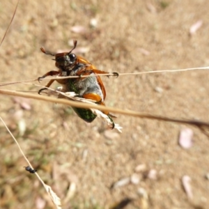 Anoplognathus brunnipennis at Molonglo Valley, ACT - 3 Jan 2017