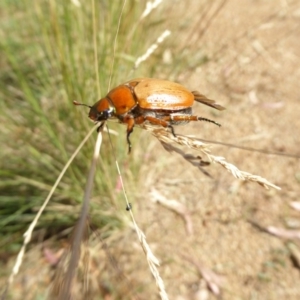 Anoplognathus brunnipennis at Molonglo Valley, ACT - 3 Jan 2017 04:26 PM