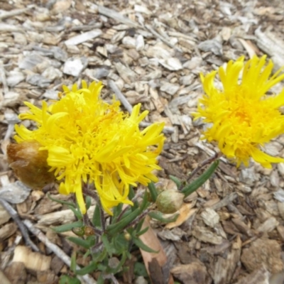 Podolepis jaceoides (Showy Copper-wire Daisy) at Molonglo Valley, ACT - 1 Feb 2017 by AndyRussell