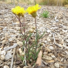 Podolepis jaceoides at Molonglo Valley, ACT - 1 Feb 2017 02:47 PM