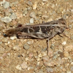 Gastrimargus musicus (Yellow-winged Locust or Grasshopper) at Sth Tablelands Ecosystem Park - 20 Feb 2017 by AndyRussell