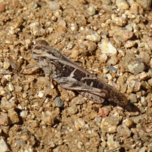 Gastrimargus musicus at Molonglo Valley, ACT - 20 Feb 2017