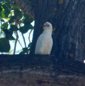 Cacatua sanguinea at Canberra, ACT - 19 Feb 2017