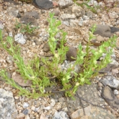 Centipeda sp. at Brogo, NSW - 31 Dec 2016 09:21 AM
