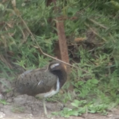 Rostratula australis (Australian Painted-snipe) at QPRC LGA - 25 Feb 2017 by davidmcdonald