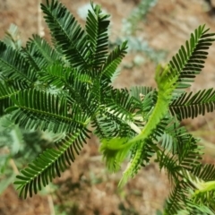 Acacia baileyana x Acacia decurrens (Cootamundra Wattle x Green Wattle (Hybrid)) at Isaacs, ACT - 24 Feb 2017 by Mike