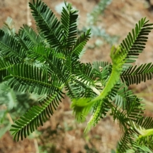 Acacia baileyana x Acacia decurrens at Isaacs, ACT - 24 Feb 2017