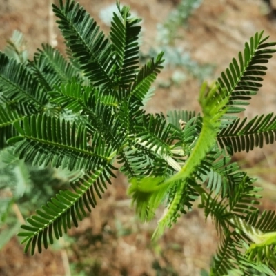 Acacia baileyana x Acacia decurrens (Cootamundra Wattle x Green Wattle (Hybrid)) at Isaacs Ridge and Nearby - 24 Feb 2017 by Mike