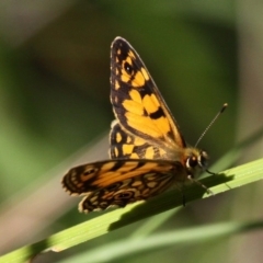 Oreixenica lathoniella (Silver Xenica) at Cotter River, ACT - 24 Feb 2017 by HarveyPerkins