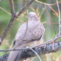 Streptopelia chinensis (Spotted Dove) at Bungendore, NSW - 25 Feb 2017 by davidmcdonald