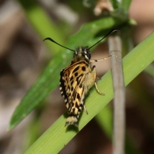 Hesperilla munionga at Cotter River, ACT - 24 Feb 2017