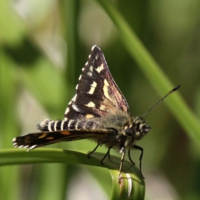 Hesperilla munionga (Alpine Sedge-Skipper) at Cotter River, ACT - 24 Feb 2017 by HarveyPerkins