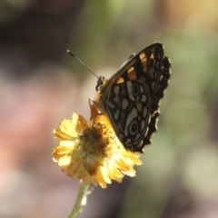 Oreixenica lathoniella at Cotter River, ACT - 24 Feb 2017