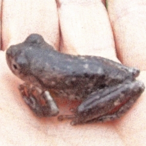 Litoria peronii at Barragga Bay, NSW - 25 Feb 2017