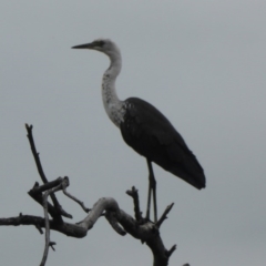 Ardea pacifica (White-necked Heron) at Farrer Ridge - 25 Feb 2017 by Mike