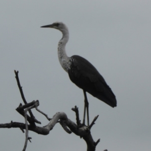 Ardea pacifica at Farrer Ridge - 25 Feb 2017