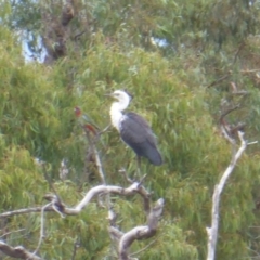 Ardea pacifica at Farrer Ridge - 25 Feb 2017 04:56 PM