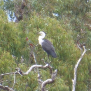 Ardea pacifica at Farrer Ridge - 25 Feb 2017