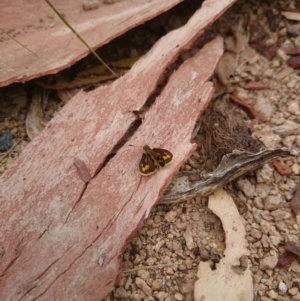 Ocybadistes walkeri at Weetangera, ACT - 25 Feb 2017 01:26 PM