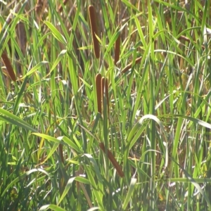 Typha domingensis at Paddys River, ACT - 22 Feb 2017 05:10 PM