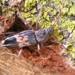 Phoracantha semipunctata at Kambah, ACT - 25 Feb 2017 03:03 PM