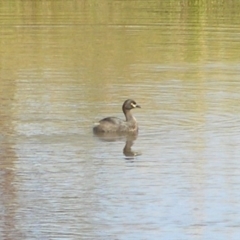 Tachybaptus novaehollandiae (Australasian Grebe) at Paddys River, ACT - 22 Feb 2017 by MatthewFrawley