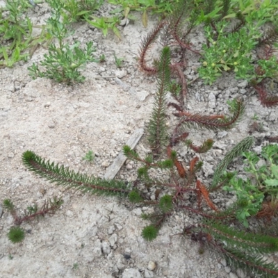 Myriophyllum variifolium (Varied Water-milfoil) at Farrer Ridge - 25 Feb 2017 by Mike