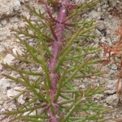 Myriophyllum variifolium at Farrer Ridge - 25 Feb 2017
