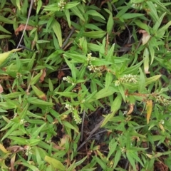 Persicaria prostrata (Creeping Knotweed) at Farrer Ridge - 25 Feb 2017 by Mike