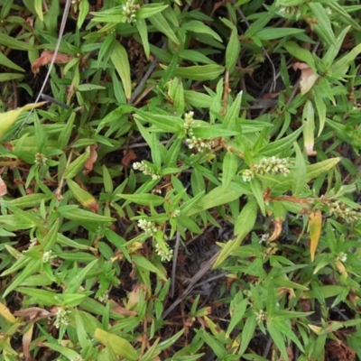 Persicaria prostrata (Creeping Knotweed) at Farrer Ridge - 25 Feb 2017 by Mike