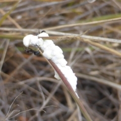 Symonicoccus sp. (genus) (Grass Coccid) at Farrer Ridge - 25 Feb 2017 by Mike