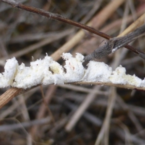 Symonicoccus sp. (genus) at Farrer Ridge - 25 Feb 2017