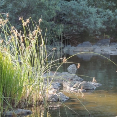 Schoenoplectus validus (River Club-rush) at Greenway, ACT - 22 Feb 2017 by michaelb