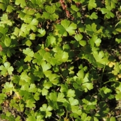 Hydrocotyle tripartita (Pennywort) at Greenway, ACT - 22 Feb 2017 by MichaelBedingfield