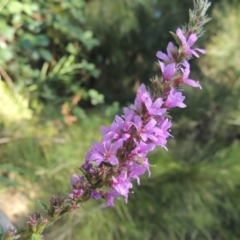 Lythrum salicaria (Purple Loosestrife) at Pine Island to Point Hut - 22 Feb 2017 by michaelb