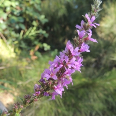 Lythrum salicaria (Purple Loosestrife) at Greenway, ACT - 22 Feb 2017 by michaelb