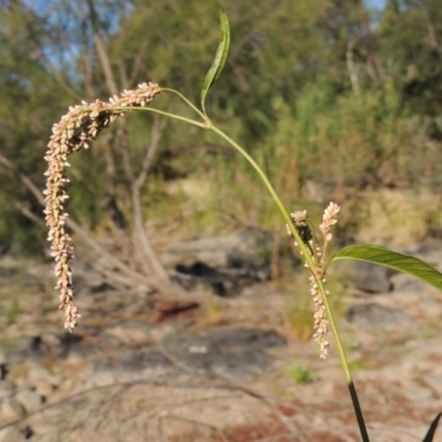 Persicaria lapathifolia (Pale Knotweed) at Greenway, ACT - 22 Feb 2017 by MichaelBedingfield