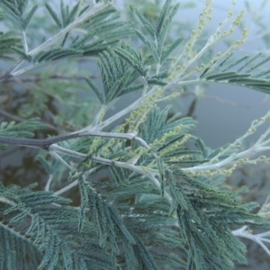 Acacia dealbata at Greenway, ACT - 22 Feb 2017