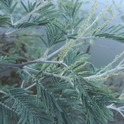 Acacia dealbata (Silver Wattle) at Pine Island to Point Hut - 22 Feb 2017 by michaelb