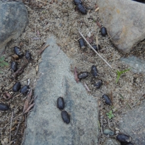 Cervidae (family) at Greenway, ACT - 22 Feb 2017