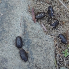 Cervidae (family) at Greenway, ACT - 22 Feb 2017 06:58 PM